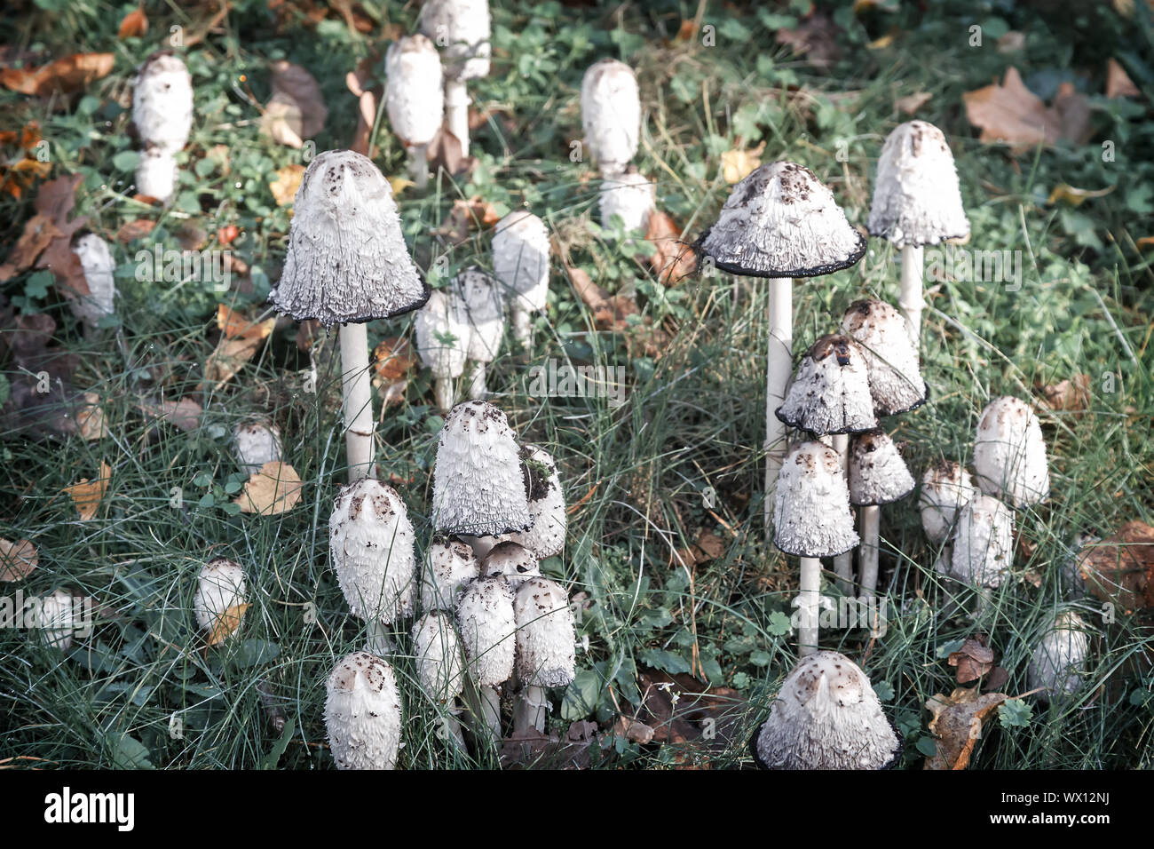 Non commestibili funghi velenosi toadstools. Foto Stock