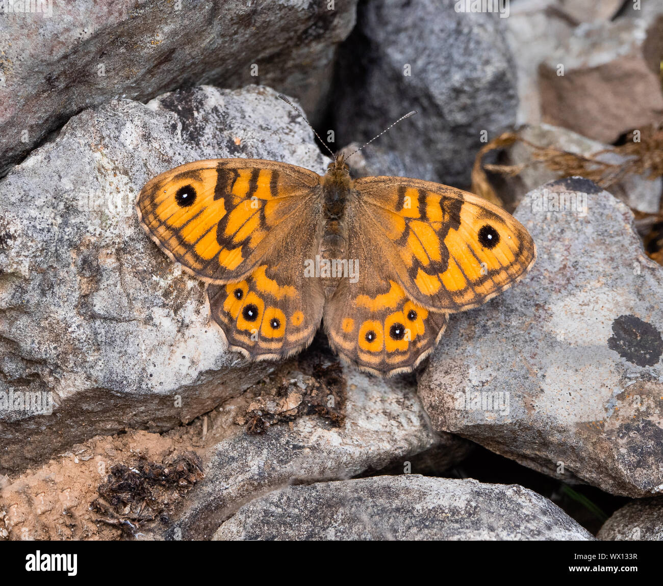 Femmina parete farfalla Lasiommata megera che si crogiolano su rocce calcaree alla cava di Hoe Grange nel Derbyshire Peak District Foto Stock