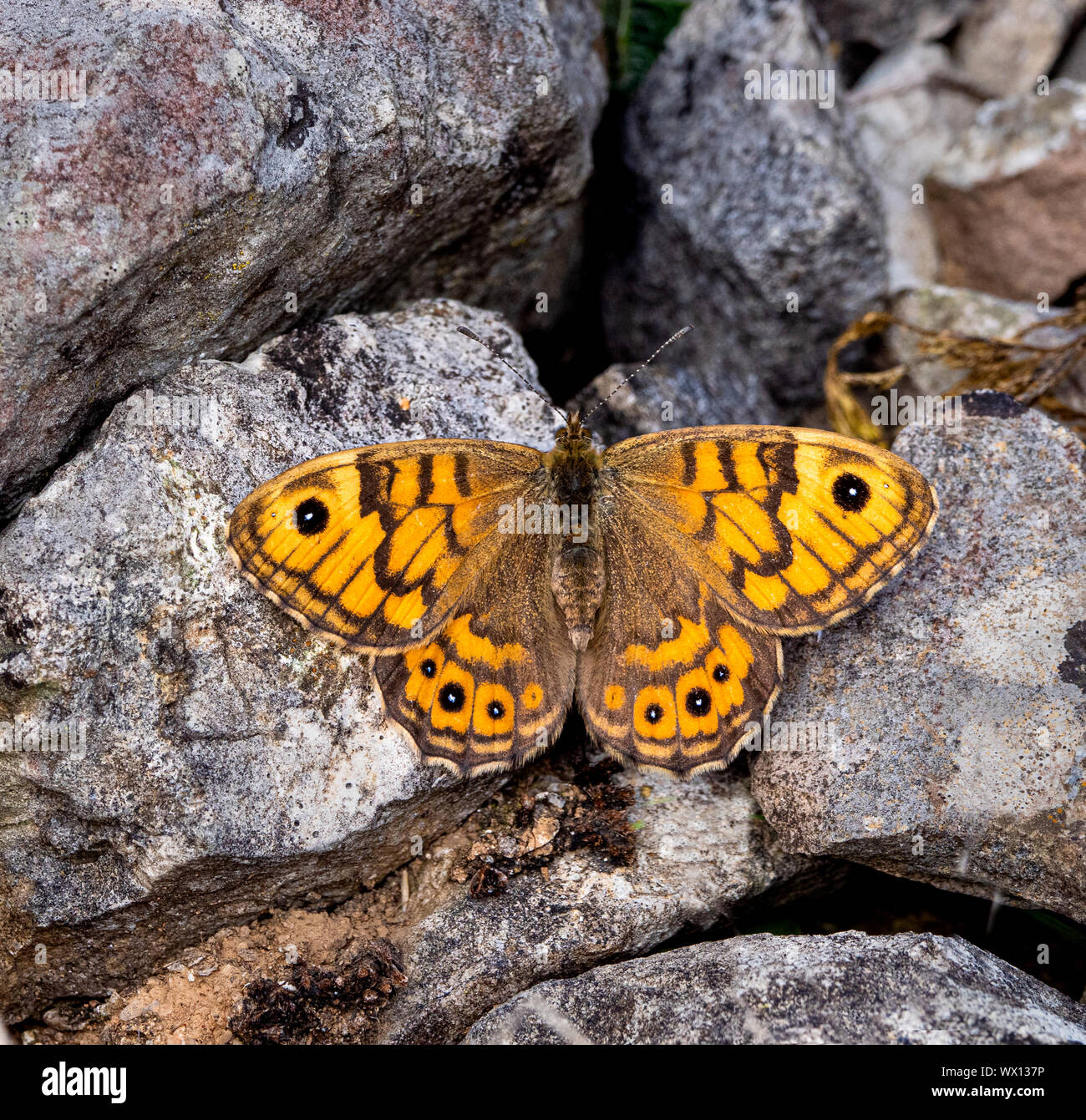 Parete butterfly (Lasiommata megera) crogiolarsi sulle rocce calcaree a zappa Grange cava in Derbyshire Peak District Foto Stock