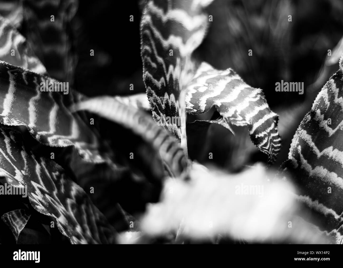 Washington DC Travel astratta umore estetico scatti Foto Stock