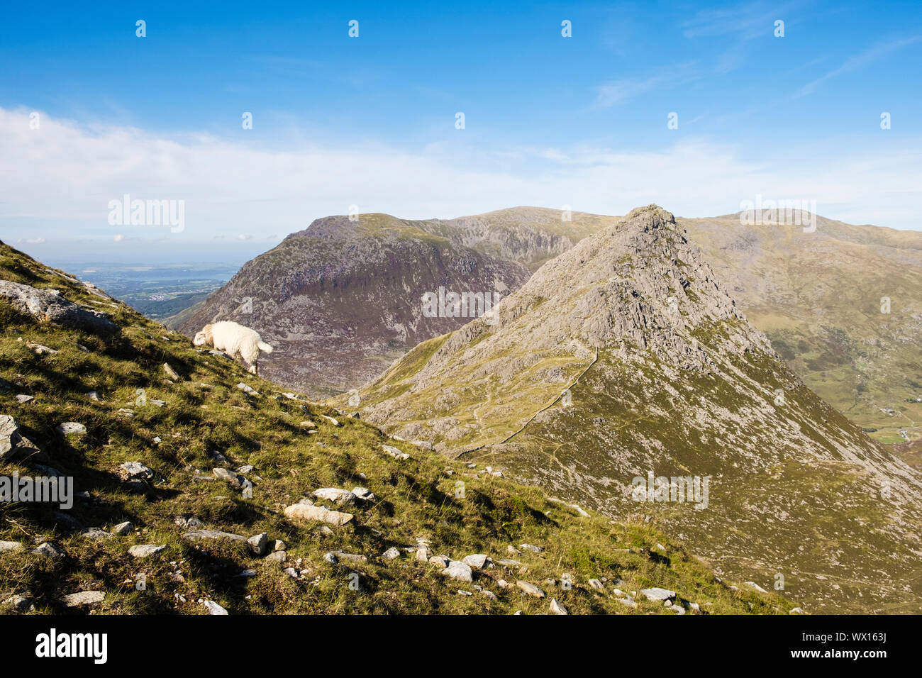 Una pecora sfiora sul FACH Glyder pendio di montagna con il monte Tryfan e Carneddau mountains al di là nel Parco Nazionale di Snowdonia. Ogwen, Conwy, Wales, Regno Unito, Gran Bretagna Foto Stock