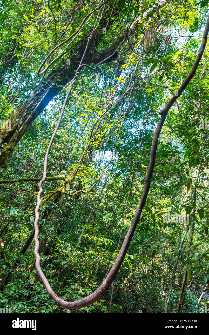 Liana groviglio nella giungla del Parco nazionale Khao Sok in Thailandia Foto Stock
