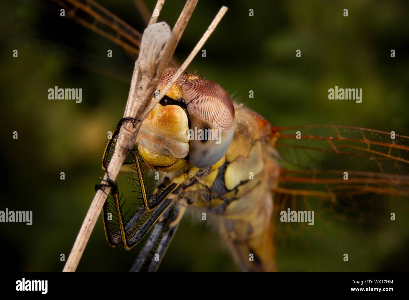 Bella la fotografia macro di libellula sleeping Foto Stock