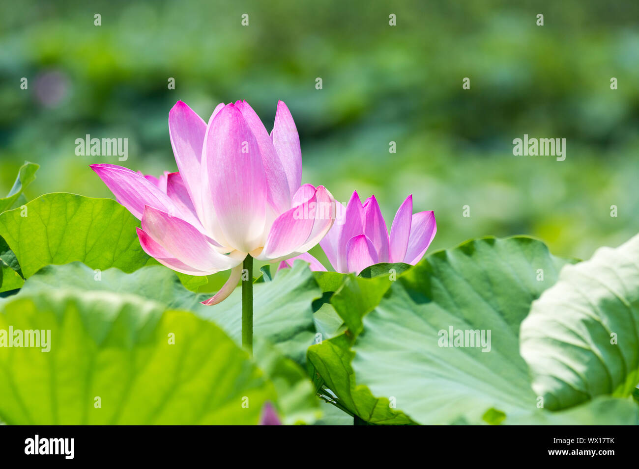 Fiore di loto fiorisce in estate Foto Stock