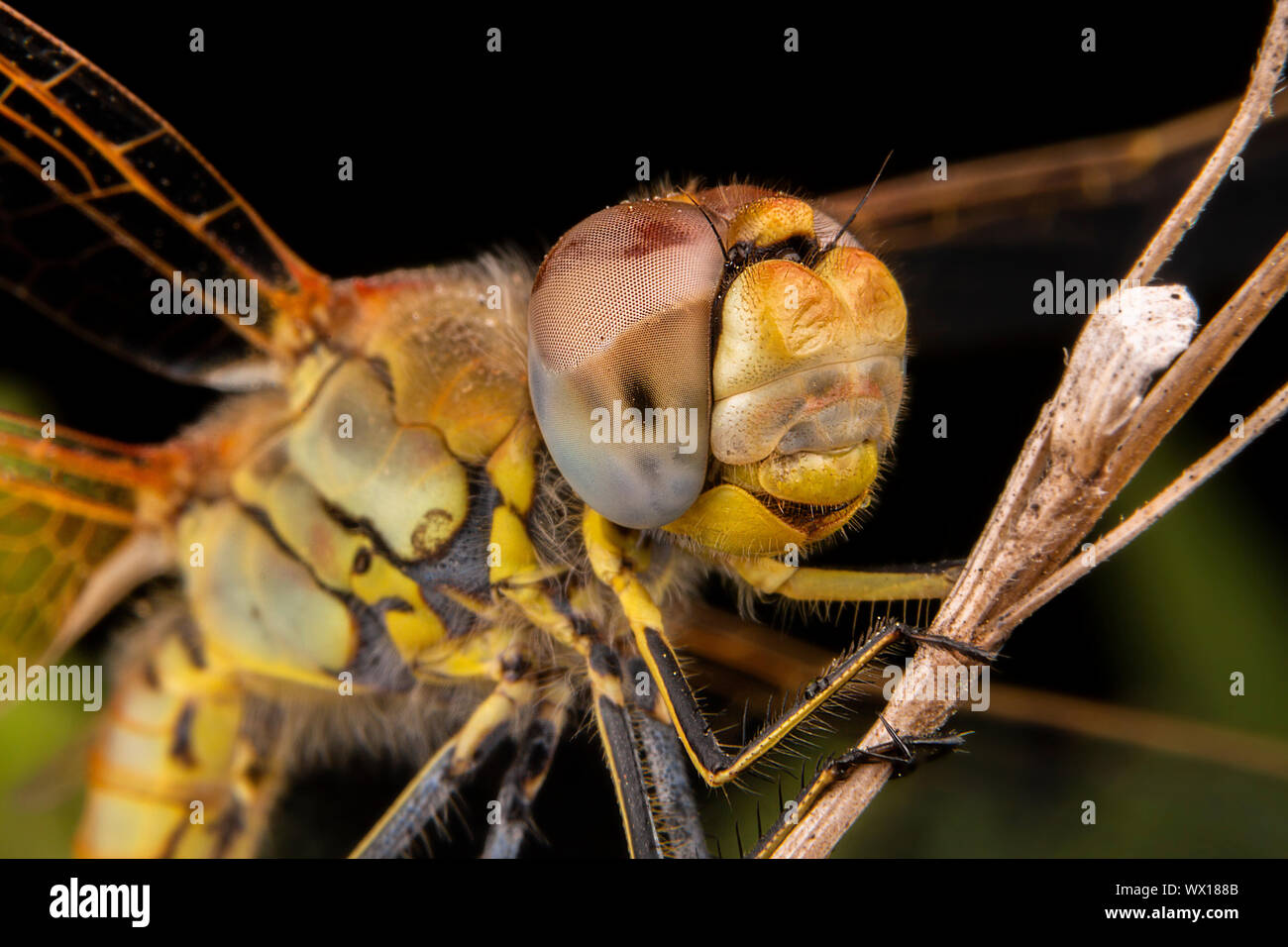 Bella la fotografia macro di libellula sleeping Foto Stock