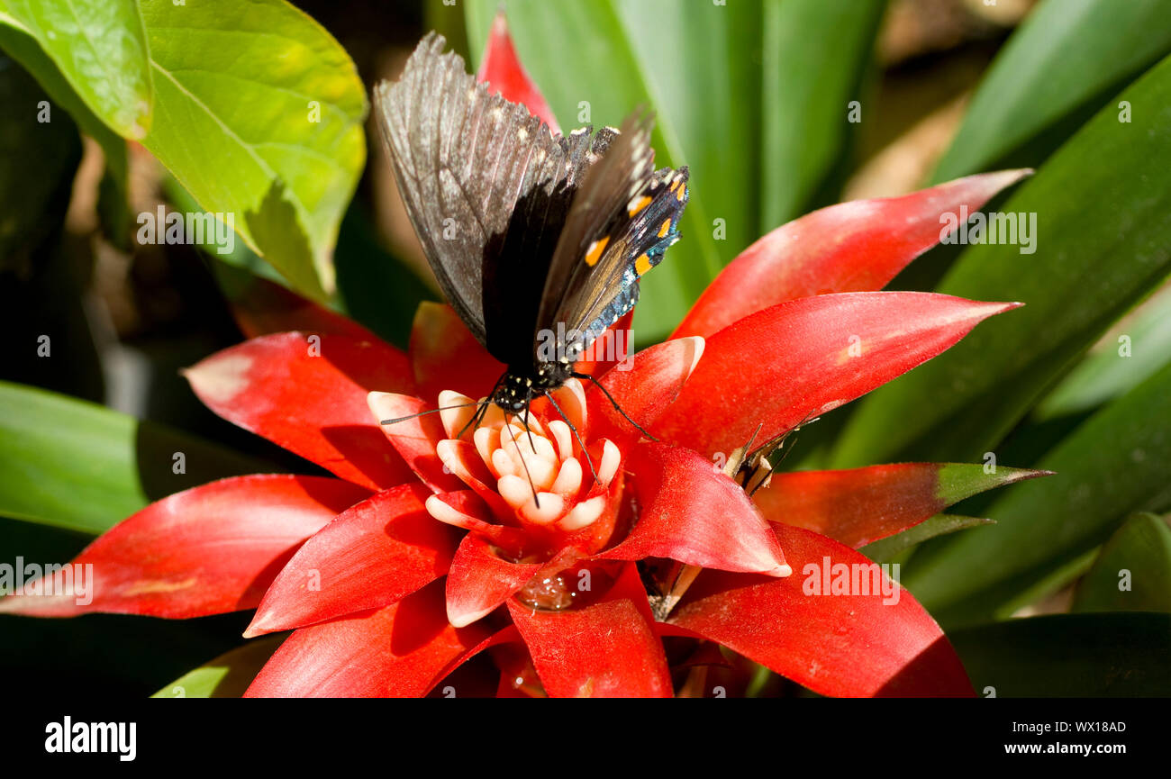 Una coda di rondine Pipevine feed su un fiore giardino Foto Stock