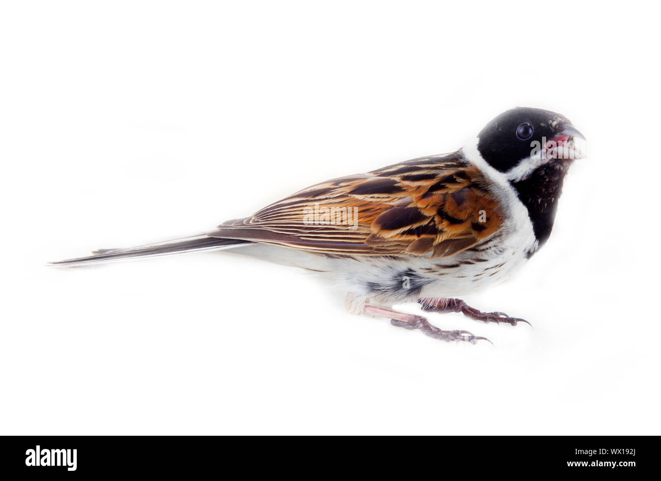 Voce maschile Reed Bunting, capinera (Emberiza schoeniclus) maschio Foto Stock