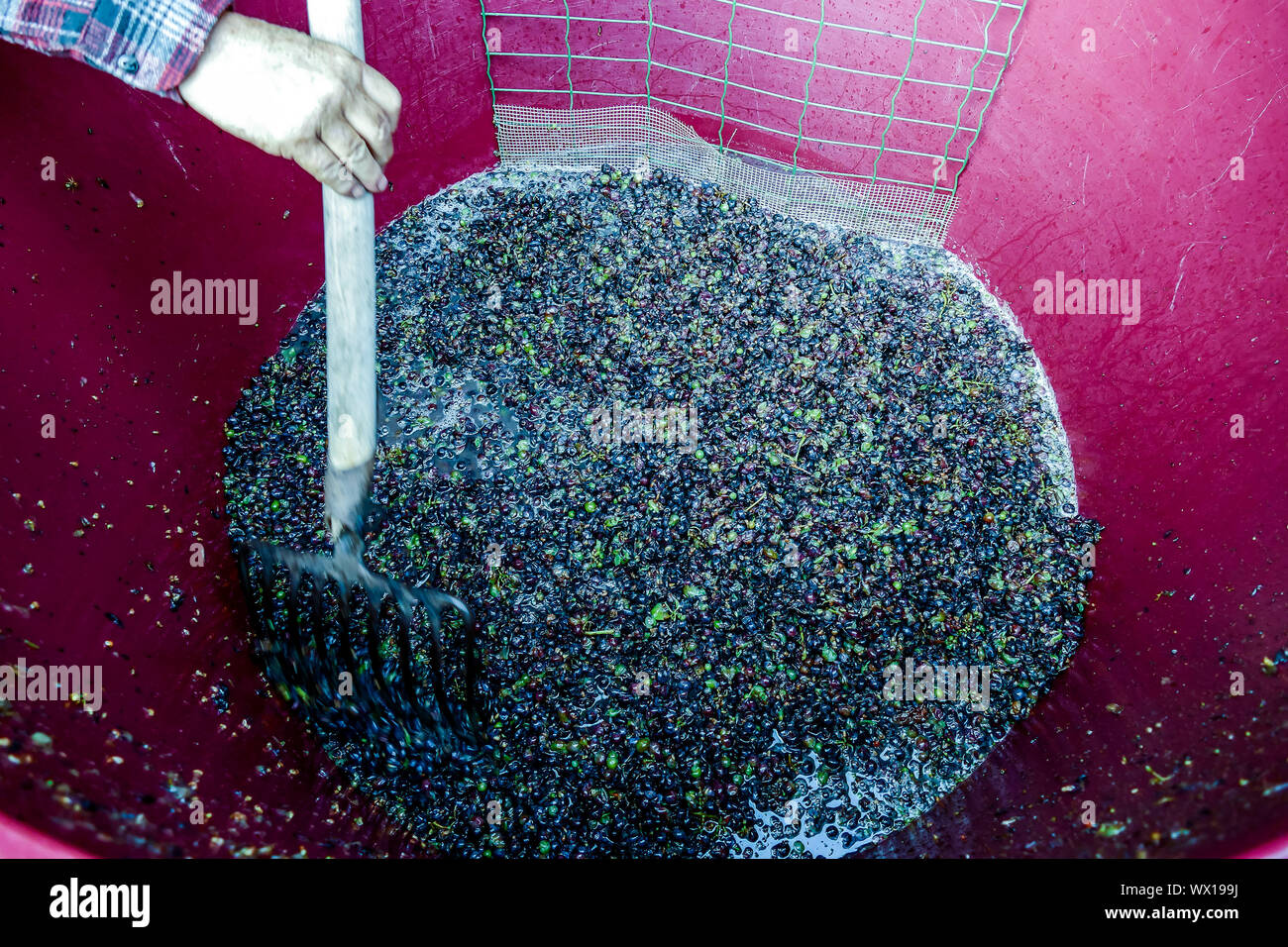 Raccolto di uve di vigneti nel settembre del nord Italia, uve rosse per il vino Foto Stock