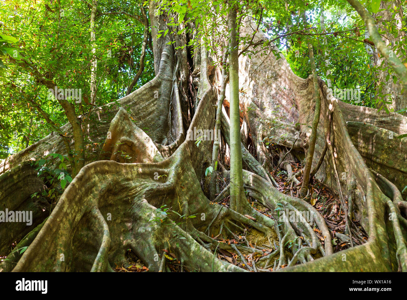 Il parco nazionale di Khao Sok è la più grande area di foresta vergine nel sud della Thailandia. Foto Stock