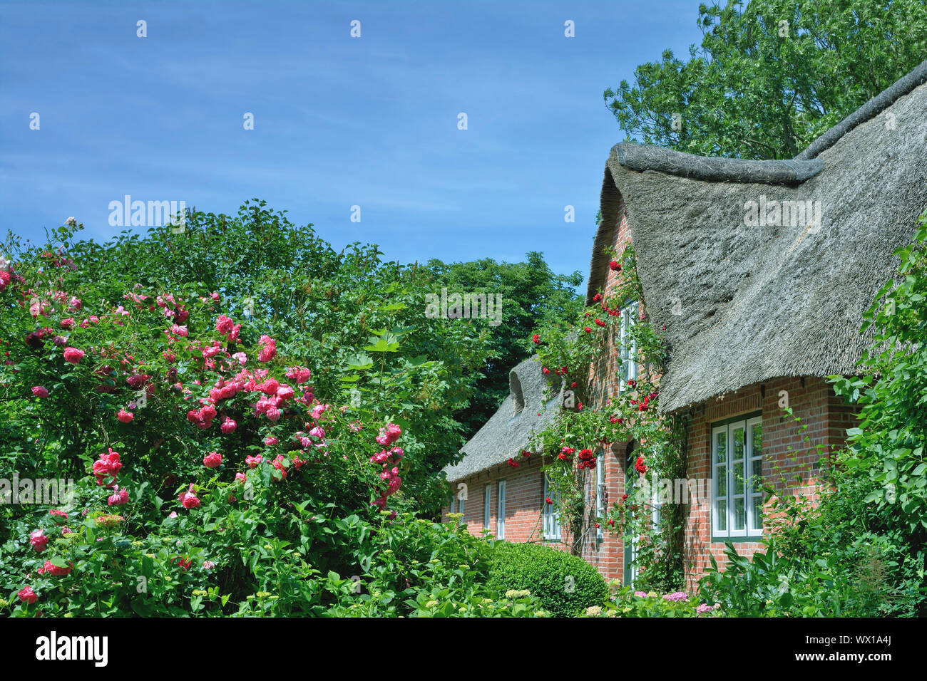 Cottage con tetto di paglia sulla penisola di Eiderstedt,North Frisia,Schleswig-Holstein, Germania Foto Stock