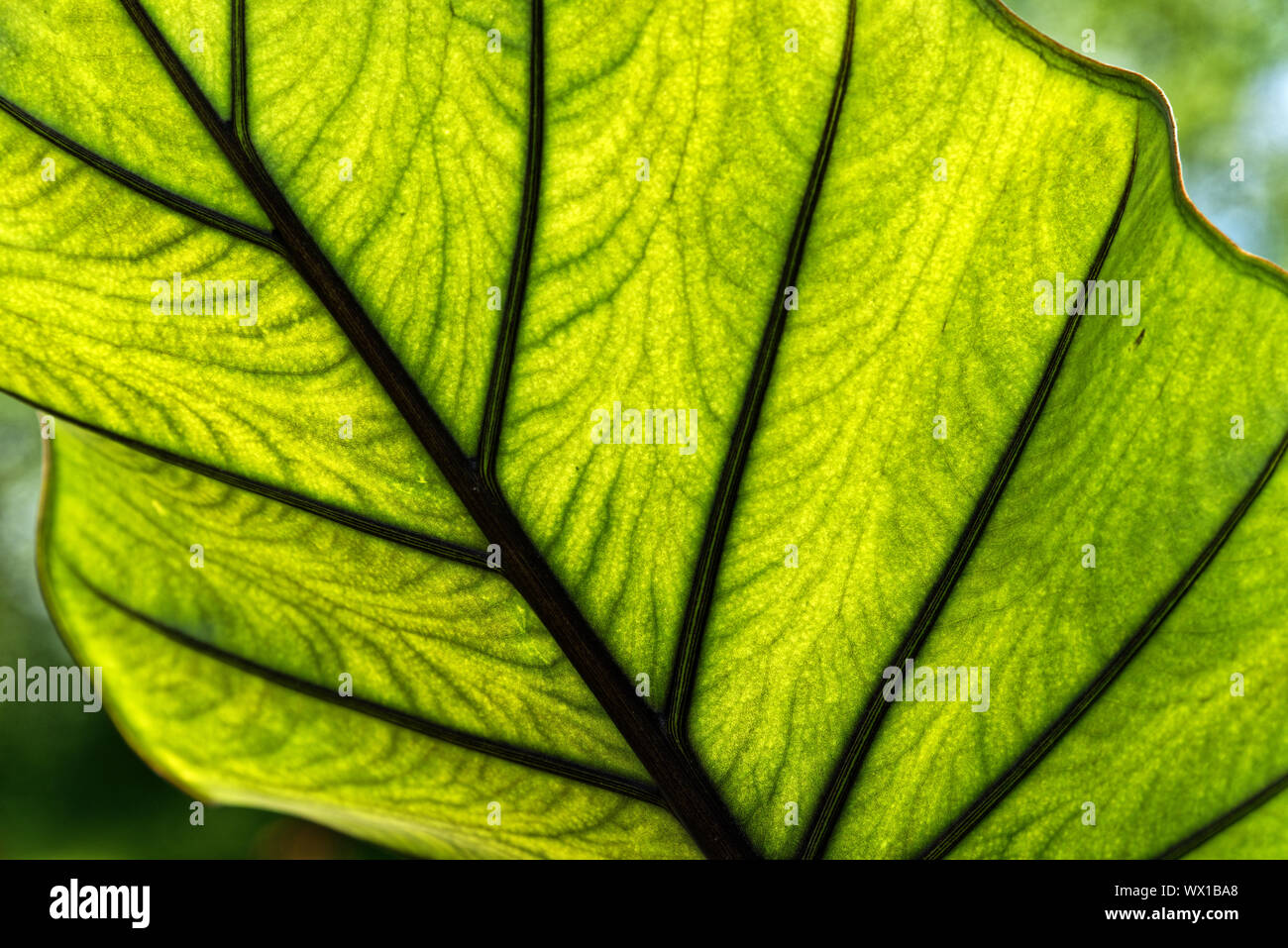 Retroilluminato con una foglia tropicale Foto Stock