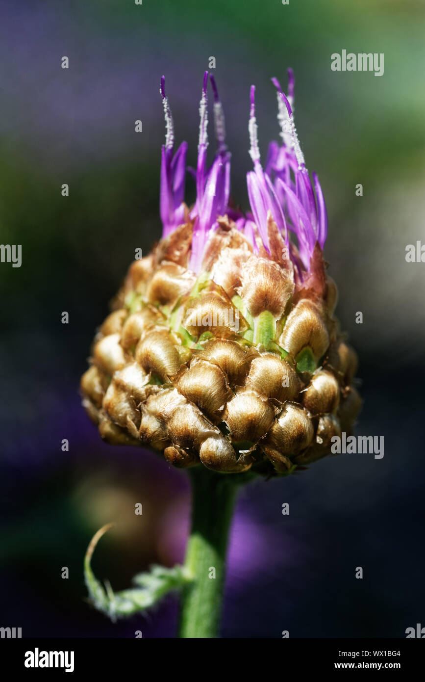 Dettaglio del fiore di Maral root (Rhaponticum Centauroides) Foto Stock
