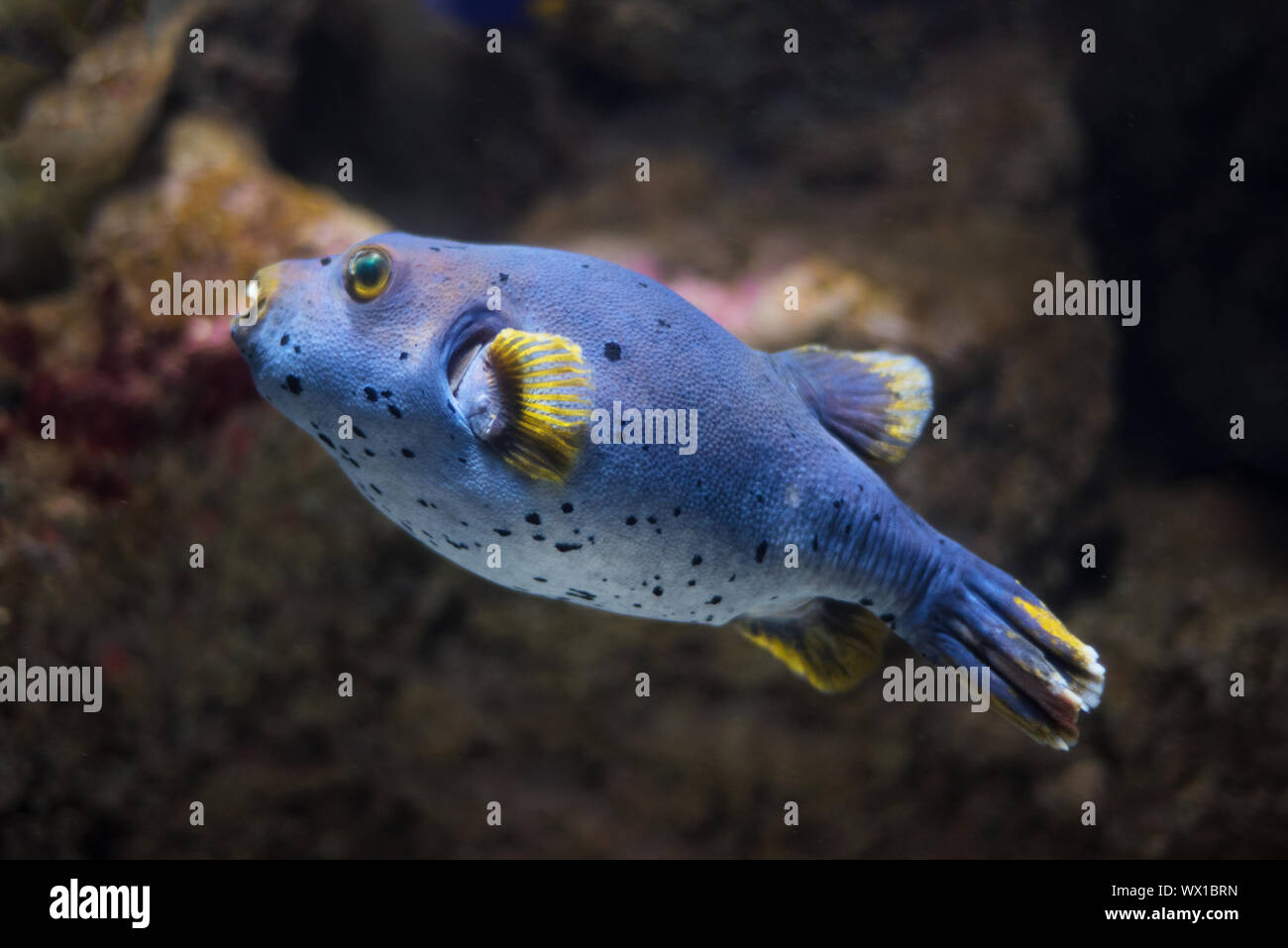 Puffer fish (Tetraodontidae). Foto Stock