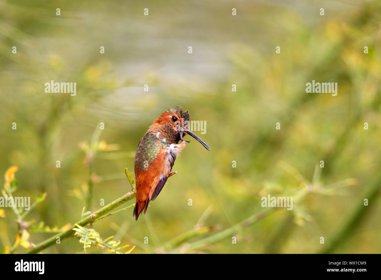 Allen del maschio Hummingbird arroccato svasata di coda becco aperto Foto Stock