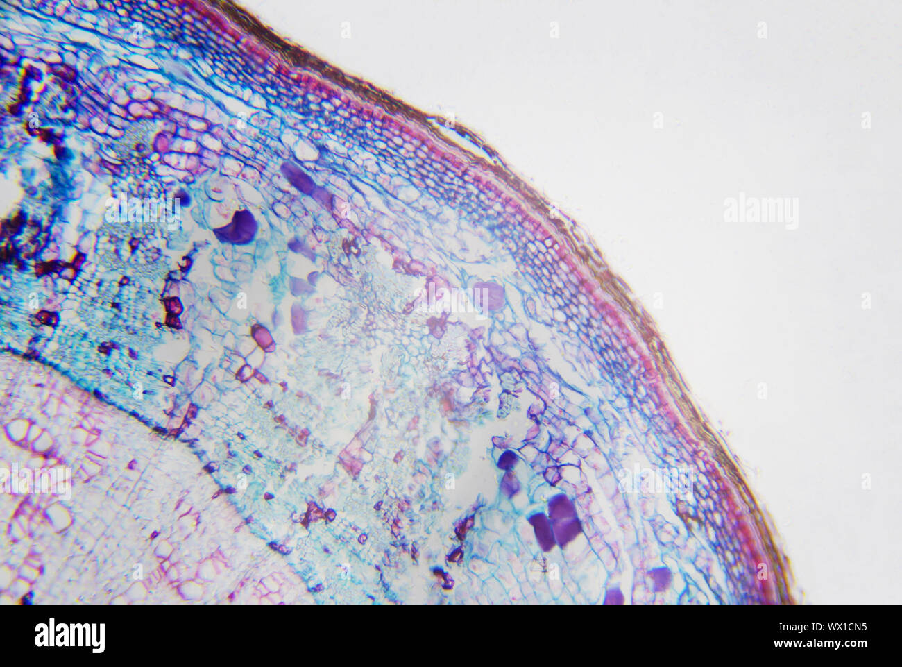 Fotografia microscopica. Stelo di Xylophyta dicotiledoni, sezione trasversale. Foto Stock