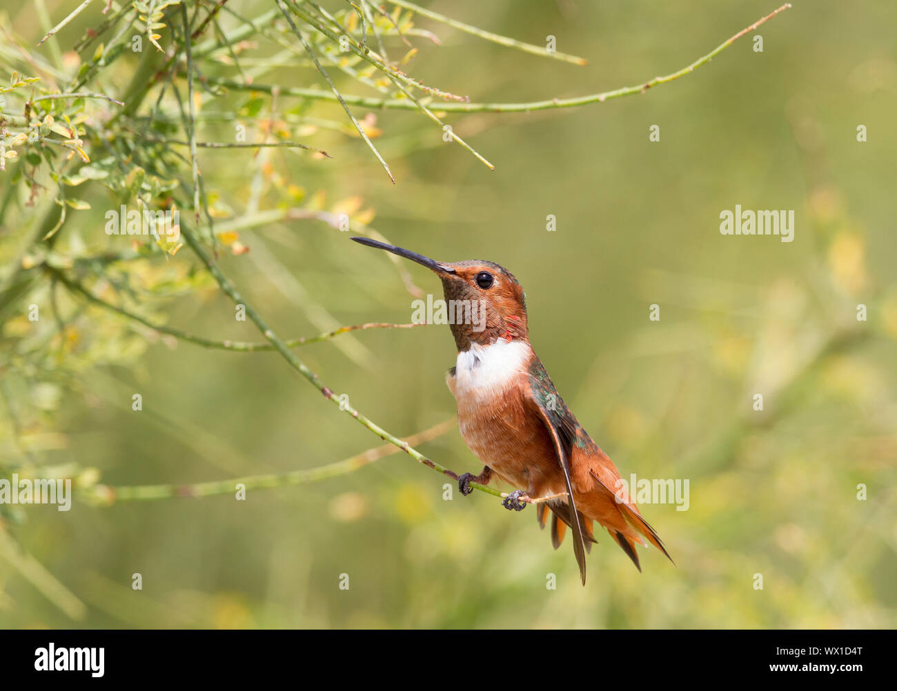 Allen del maschio Hummingbird arroccato svasata di coda becco aperto Foto Stock