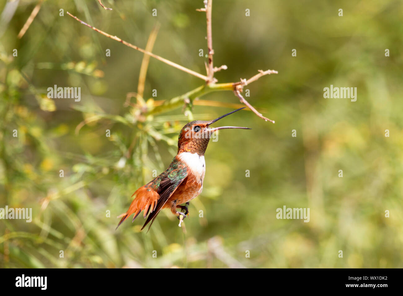 Allen del maschio Hummingbird arroccato svasata di coda becco aperto Foto Stock