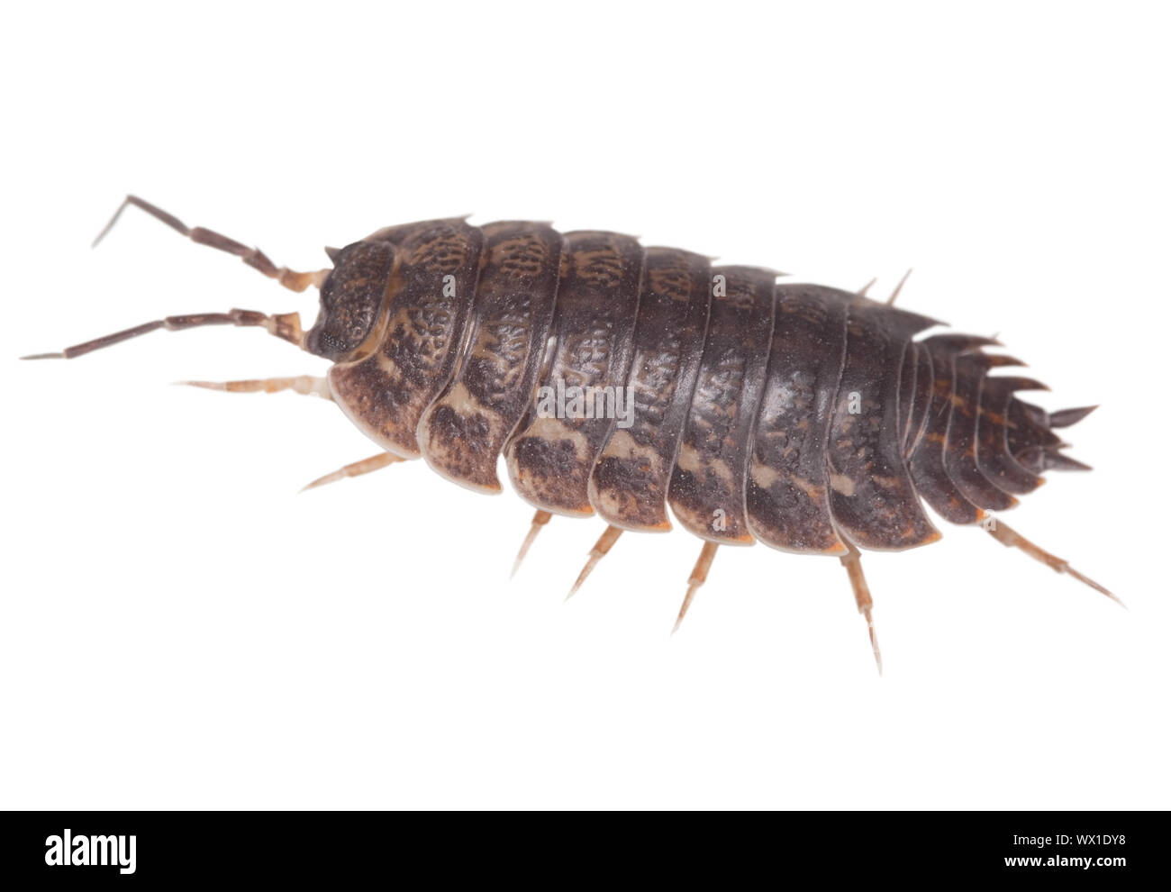 Pidocchio Di Legno Immagini E Fotos Stock Alamy