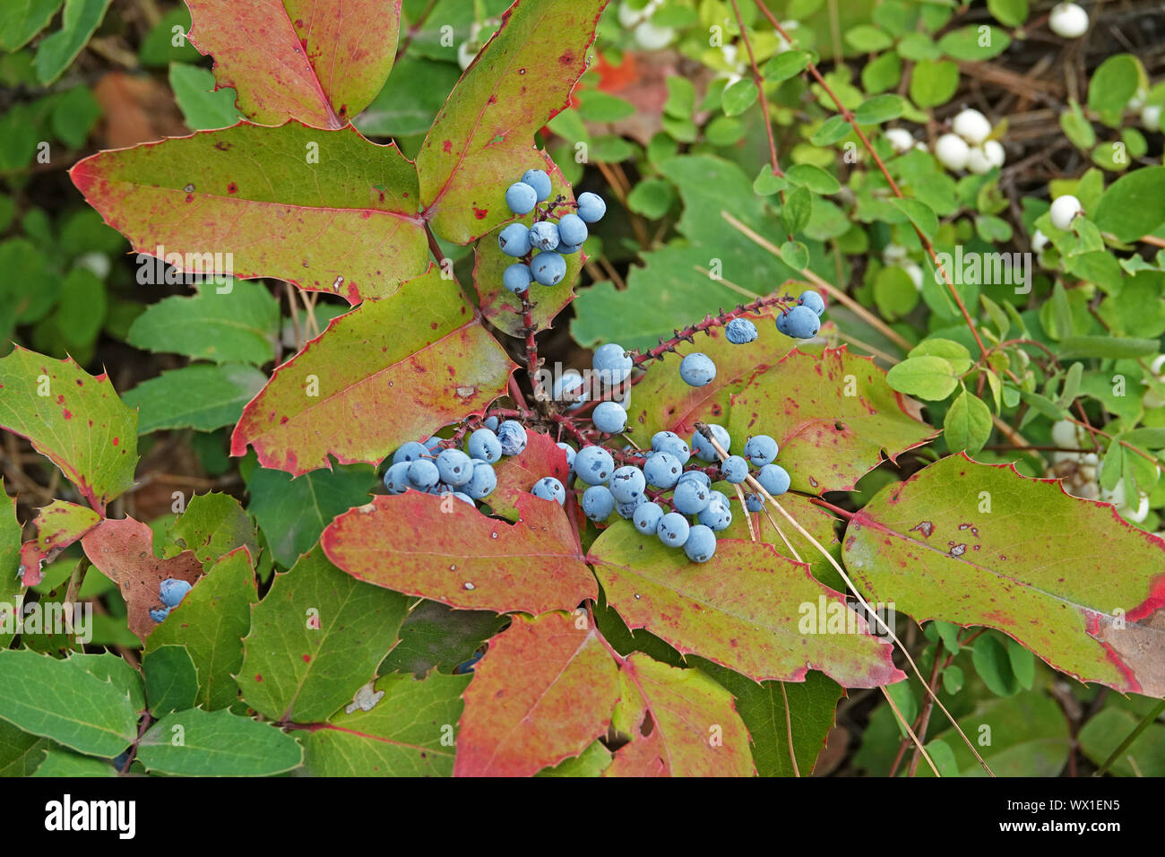 Oregon uva, lo stato impianto di Oregon, iniziando a diventare rosso in settembre, nella cascata montagne di Oregon centrale Foto Stock