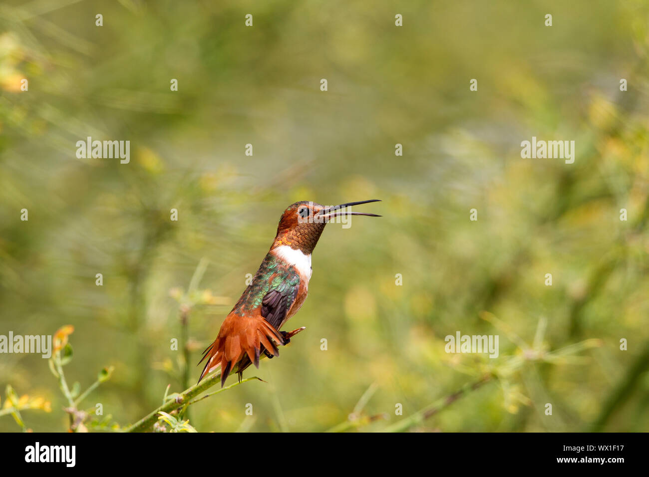 Allen del maschio Hummingbird arroccato svasata di coda becco aperto Foto Stock