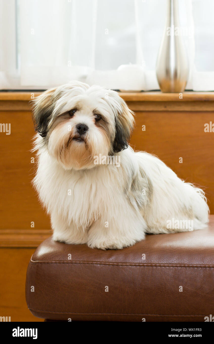 Lhasa apso cucciolo con capelli lunghi coat Foto Stock