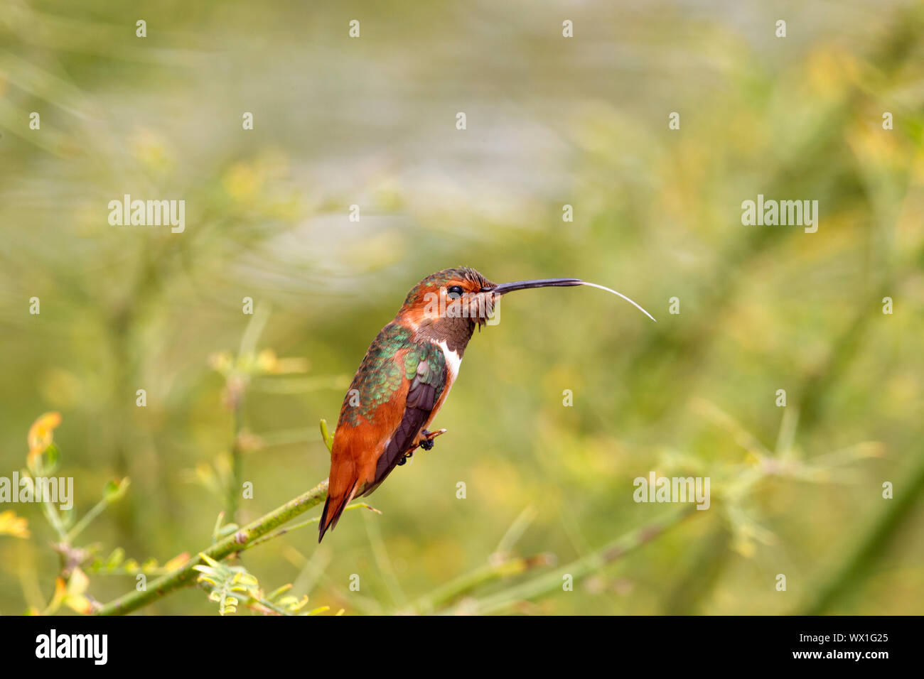 Allen del maschio Hummingbird arroccato svasata di coda becco aperto Foto Stock