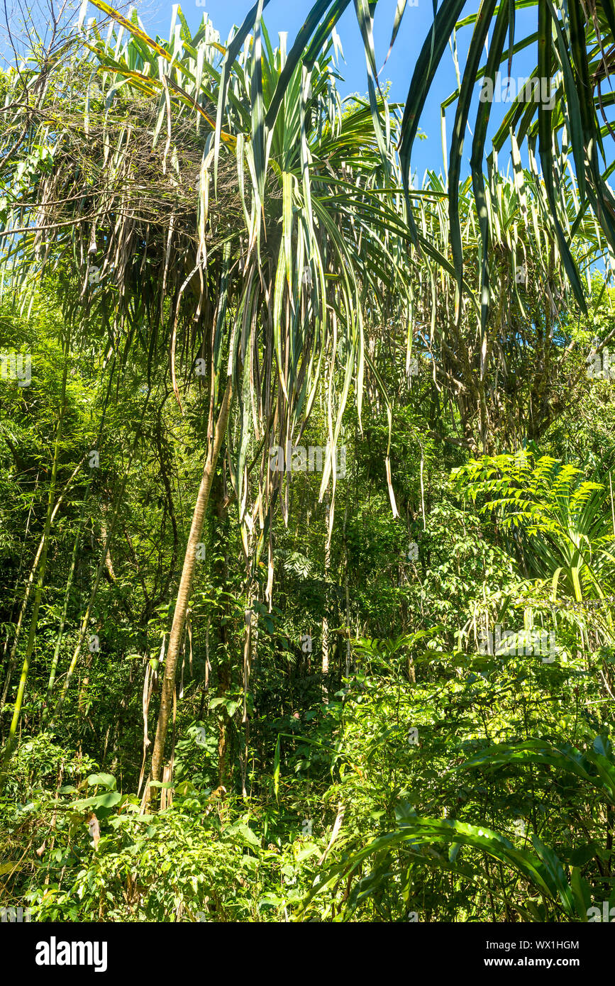 Albero di pandanus nella giungla del Parco nazionale Khao Sok in Thailandia Foto Stock