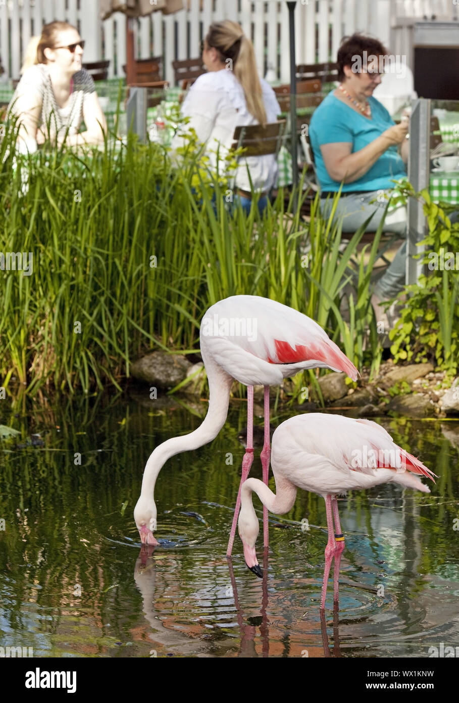 Fenicottero maggiore (Phoenicopteridae roseus, Phoenicopterus ruber roseus) davanti a persone Foto Stock