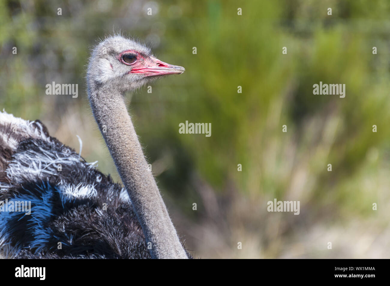 Struzzo con collo lungo e gambe enormi in un allevamento di struzzi azienda agricola Foto Stock