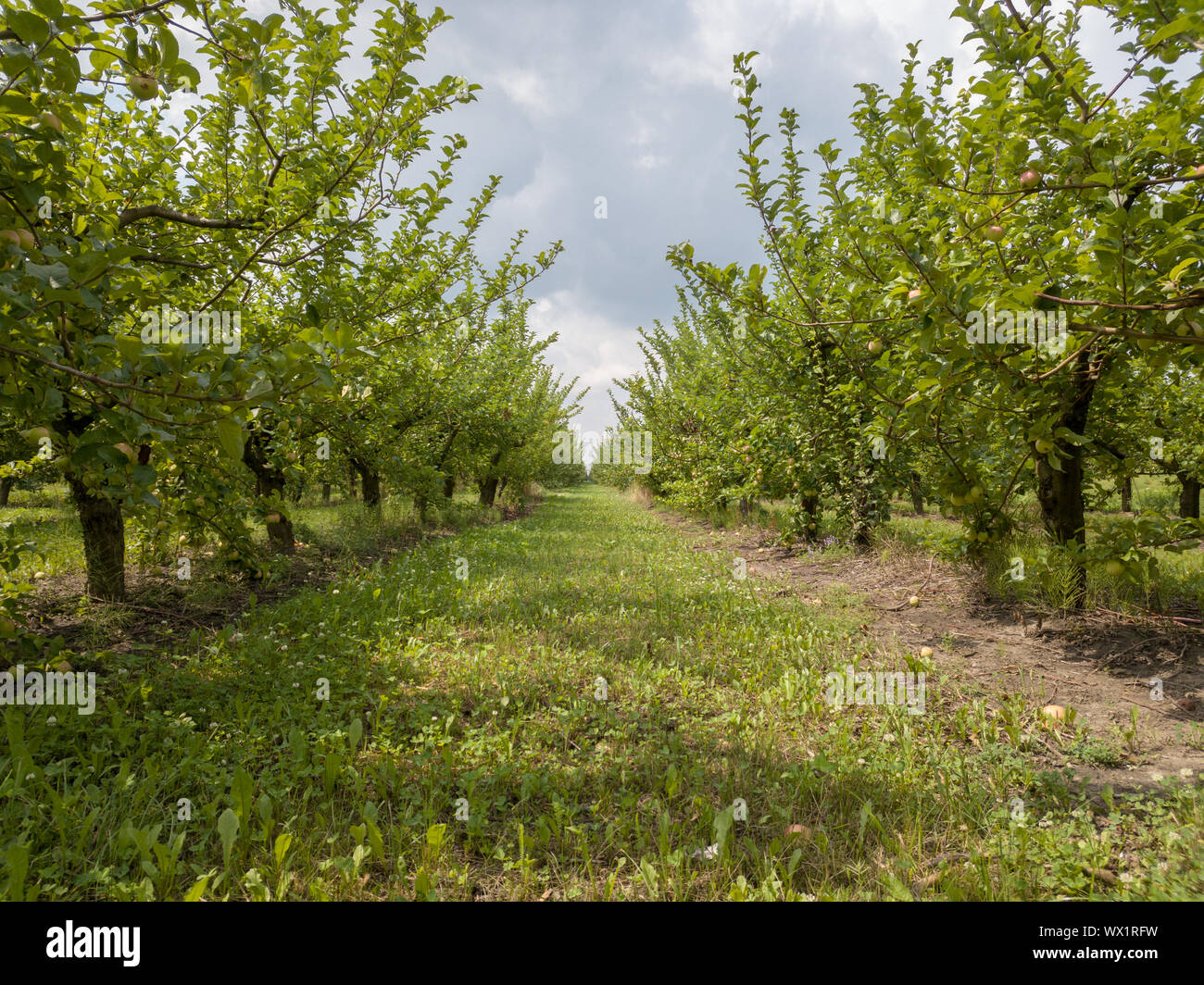 Apple giardino in estate giorno contro uno sfondo di cielo nuvoloso Foto Stock