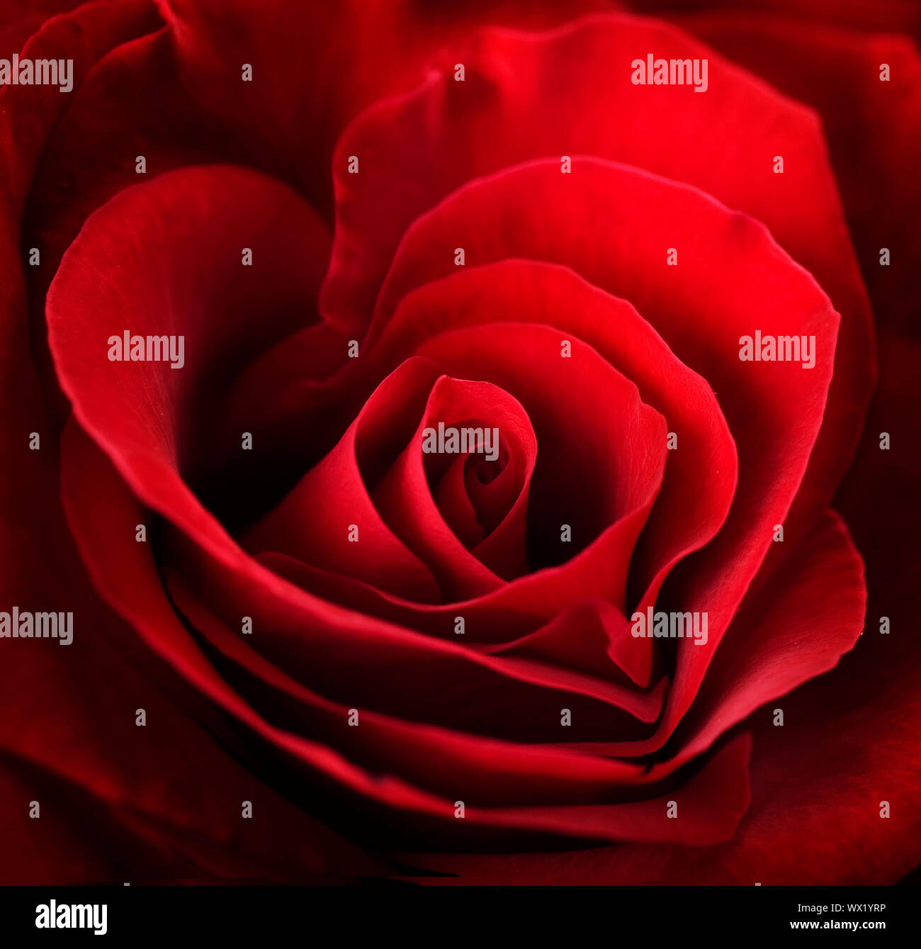 Valentino Red Rose. A forma di cuore Foto Stock