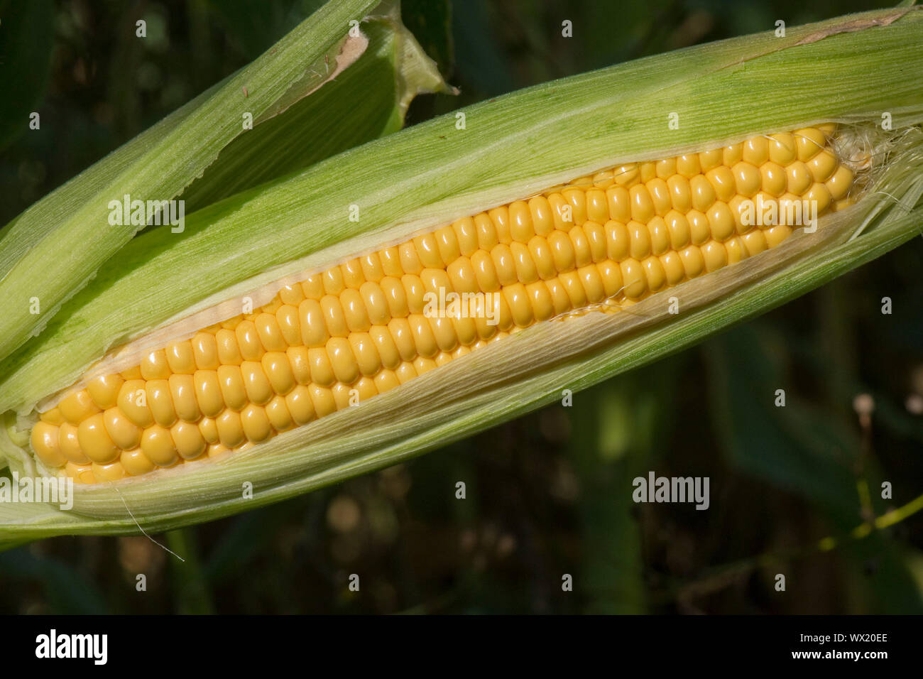 Esposti maturo kernel esposta su un maturo pannocchia di granturco dolce (Zea mays) coltivate in un orto, Berkshire, Settembre Foto Stock