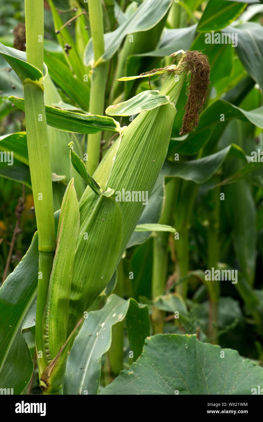 Esposti maturo kernel esposta su un maturo pannocchia di granturco dolce (Zea mays) coltivate in un orto, Berkshire, Settembre Foto Stock