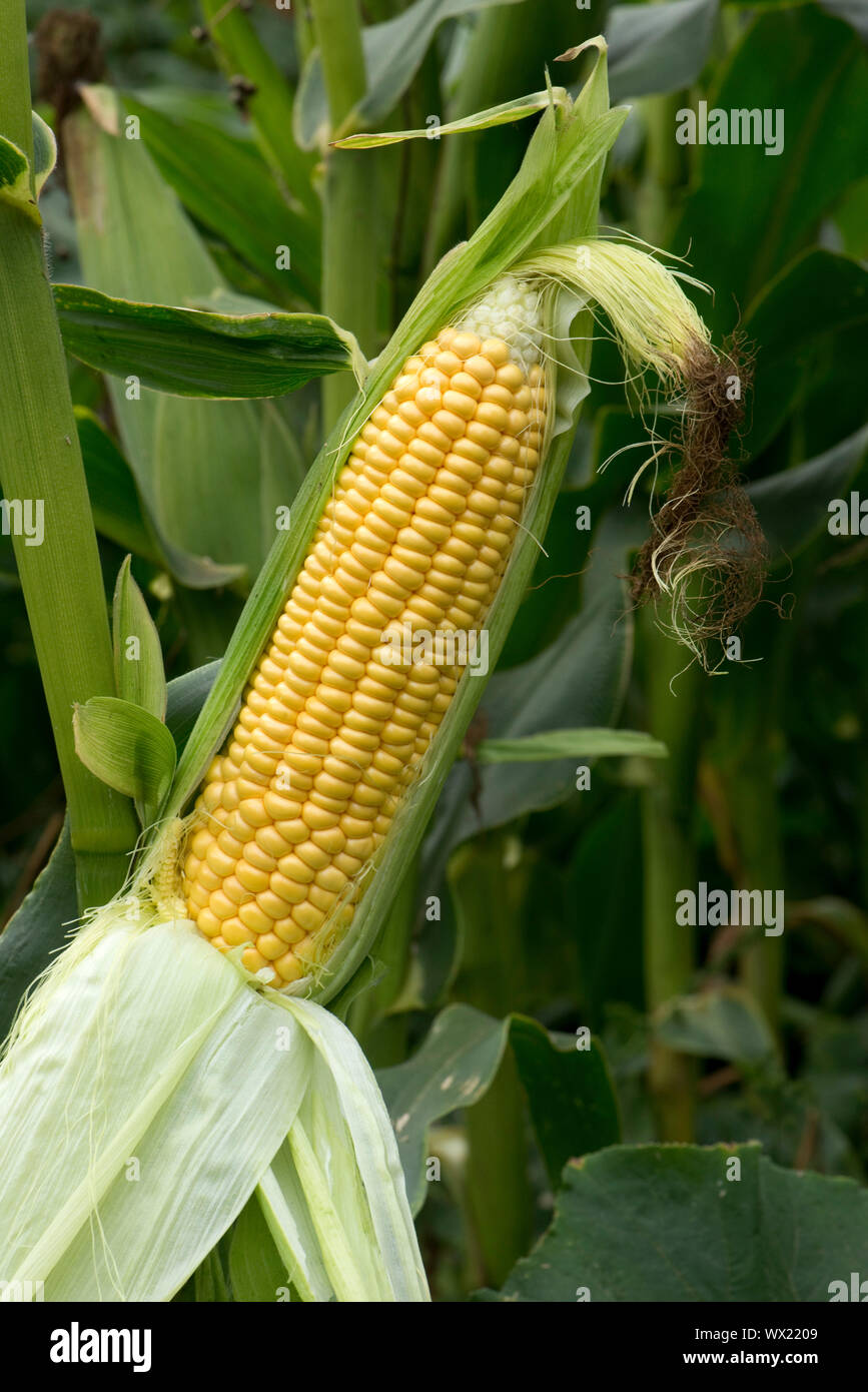 Esposti maturo kernel esposta su un maturo pannocchia di granturco dolce (Zea mays) e seta coltivate in un orto, Berkshire, Settembre Foto Stock