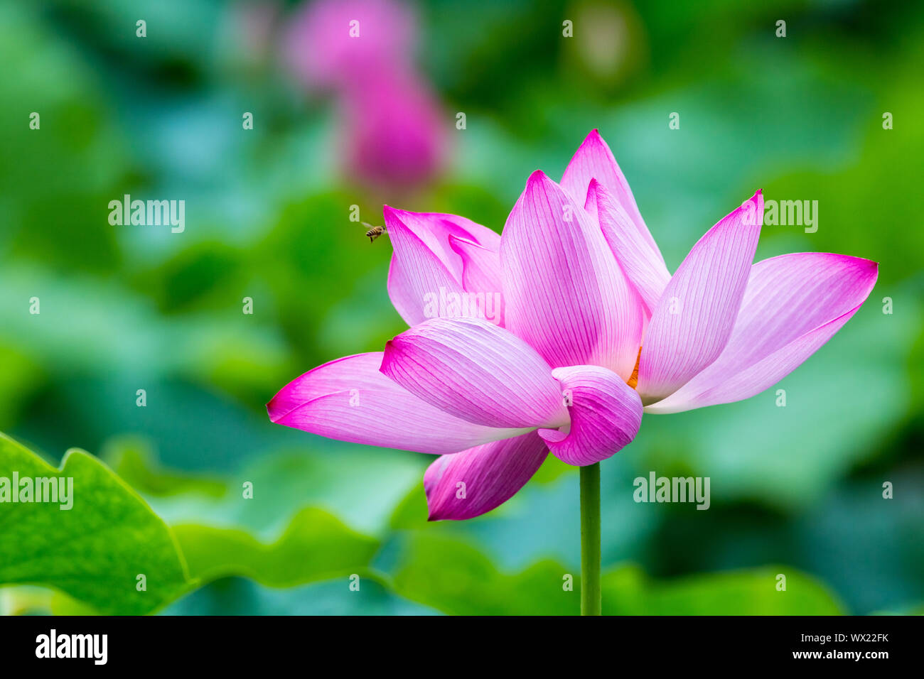 Fiore di loto closeup Foto Stock