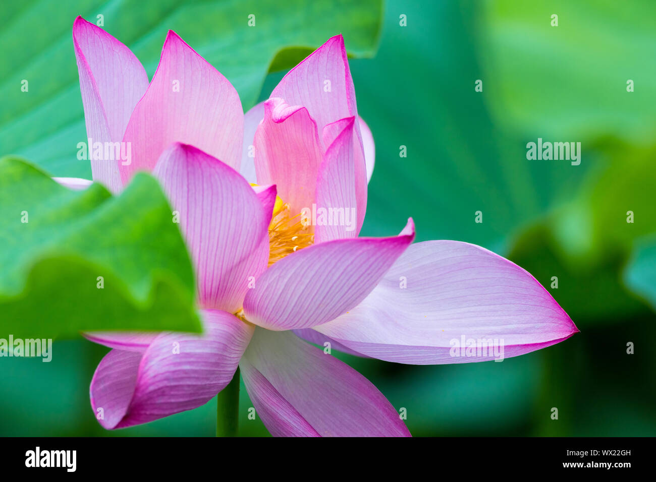 Fiore di loto closeup Foto Stock