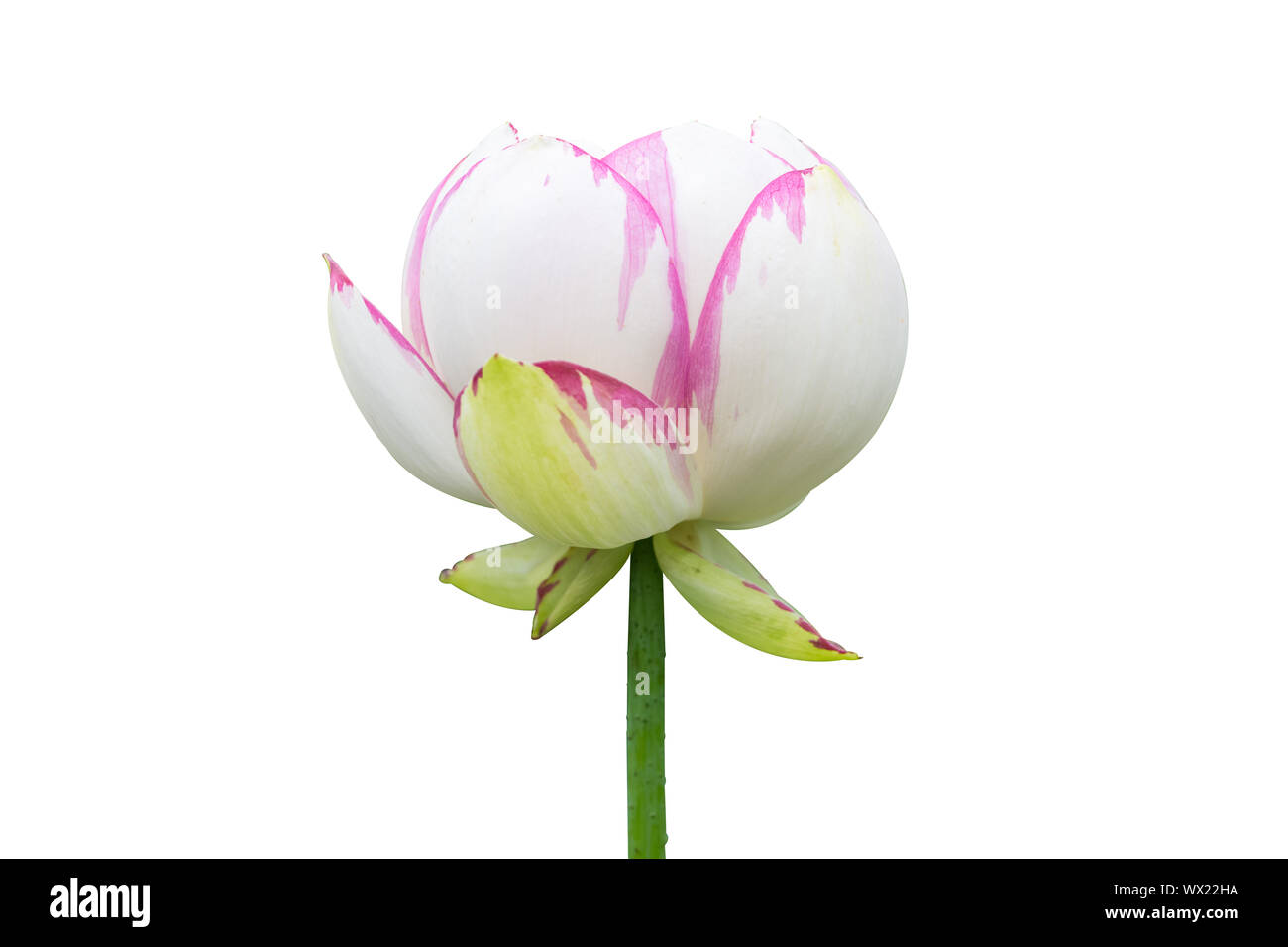 Fiore di loto isolato Foto Stock