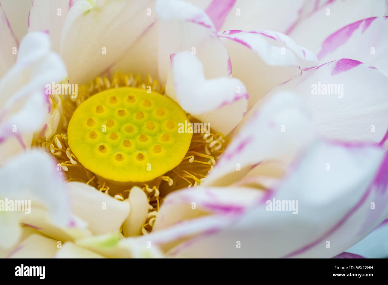 Fiore di loto stame closeup Foto Stock