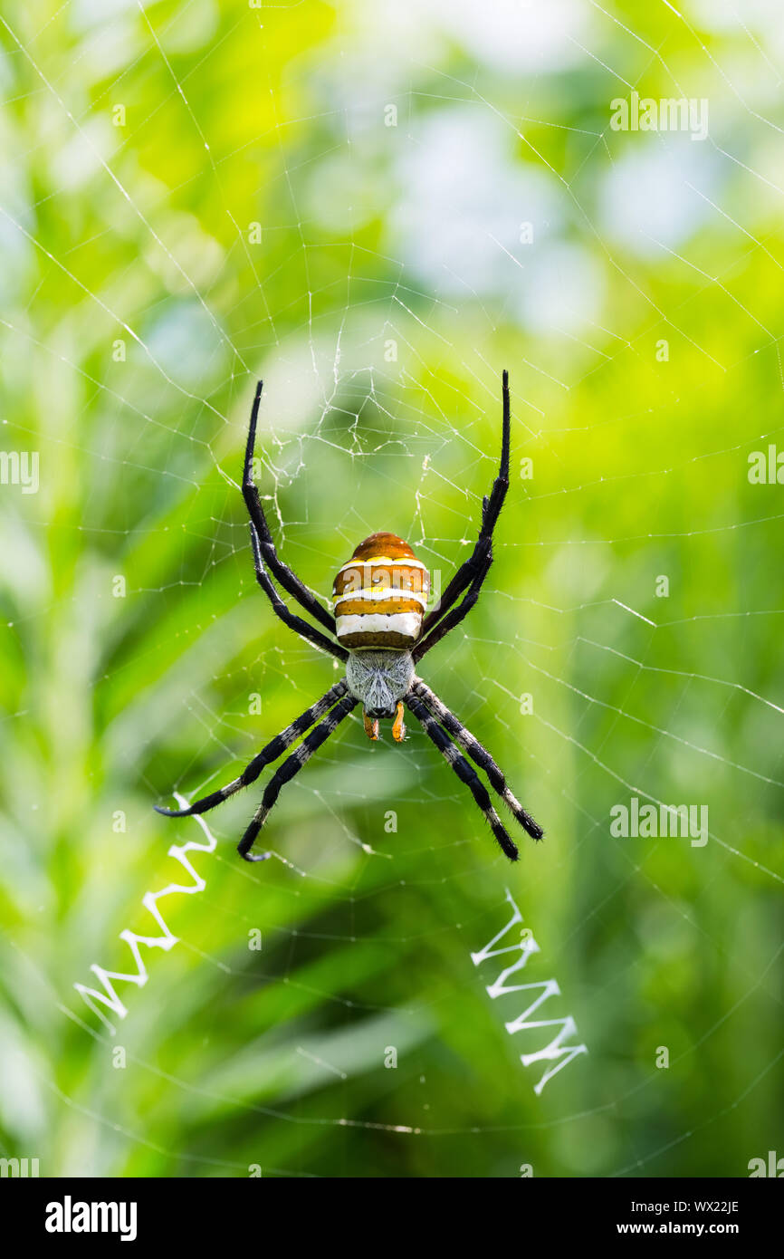 Wasp spider closeup Foto Stock