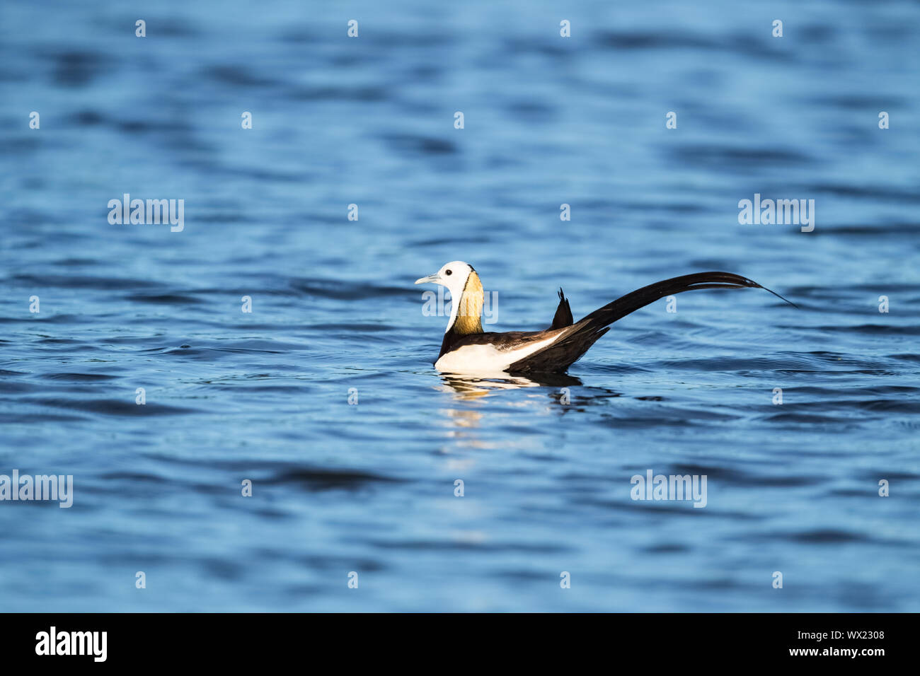 Pheasant-tailed jacana Foto Stock