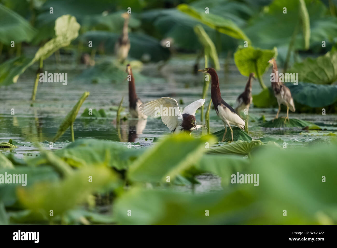 Laghetto cinese heron in Lotus Pond Foto Stock