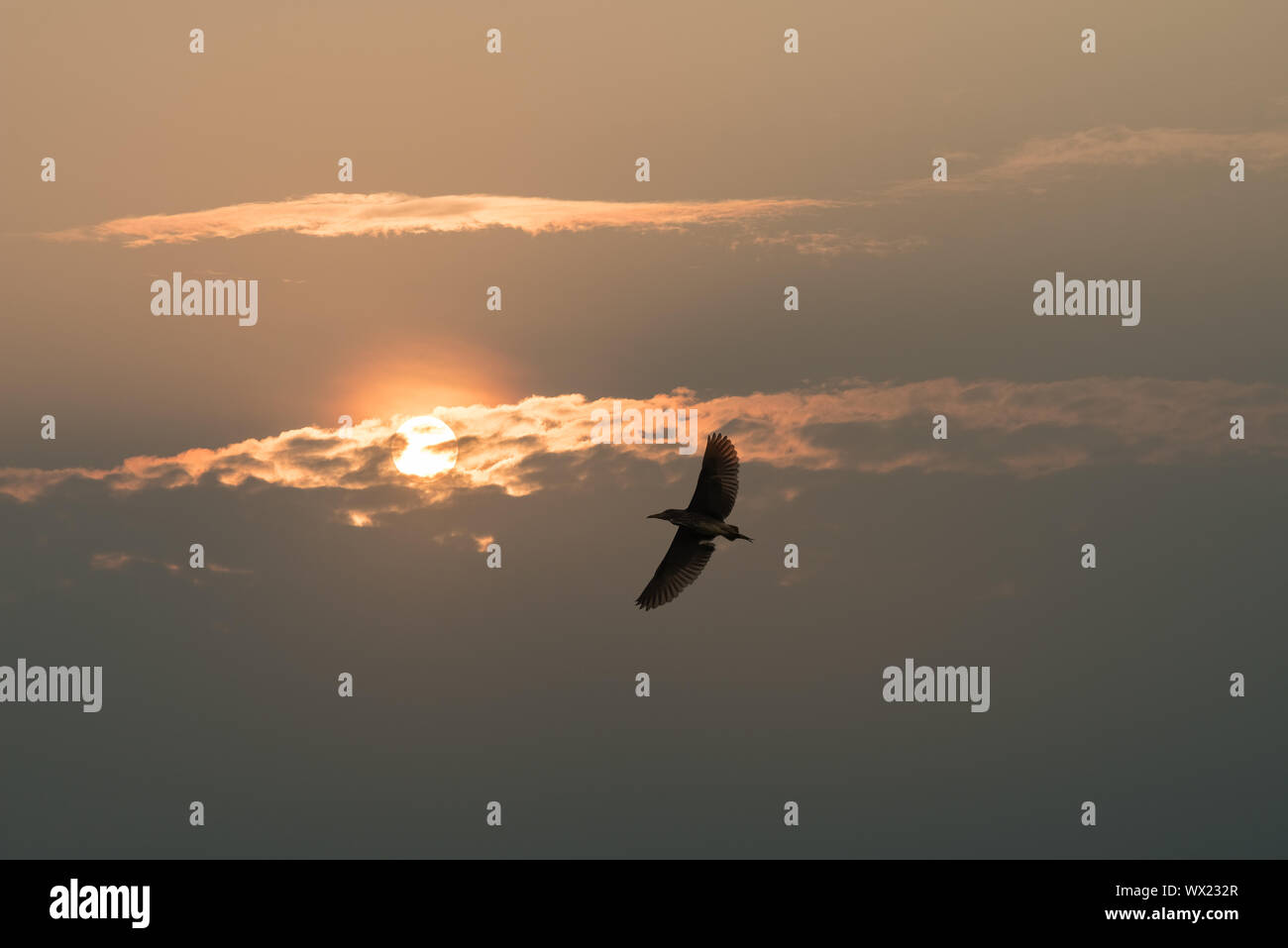 Nitticora nel Cielo di tramonto Foto Stock