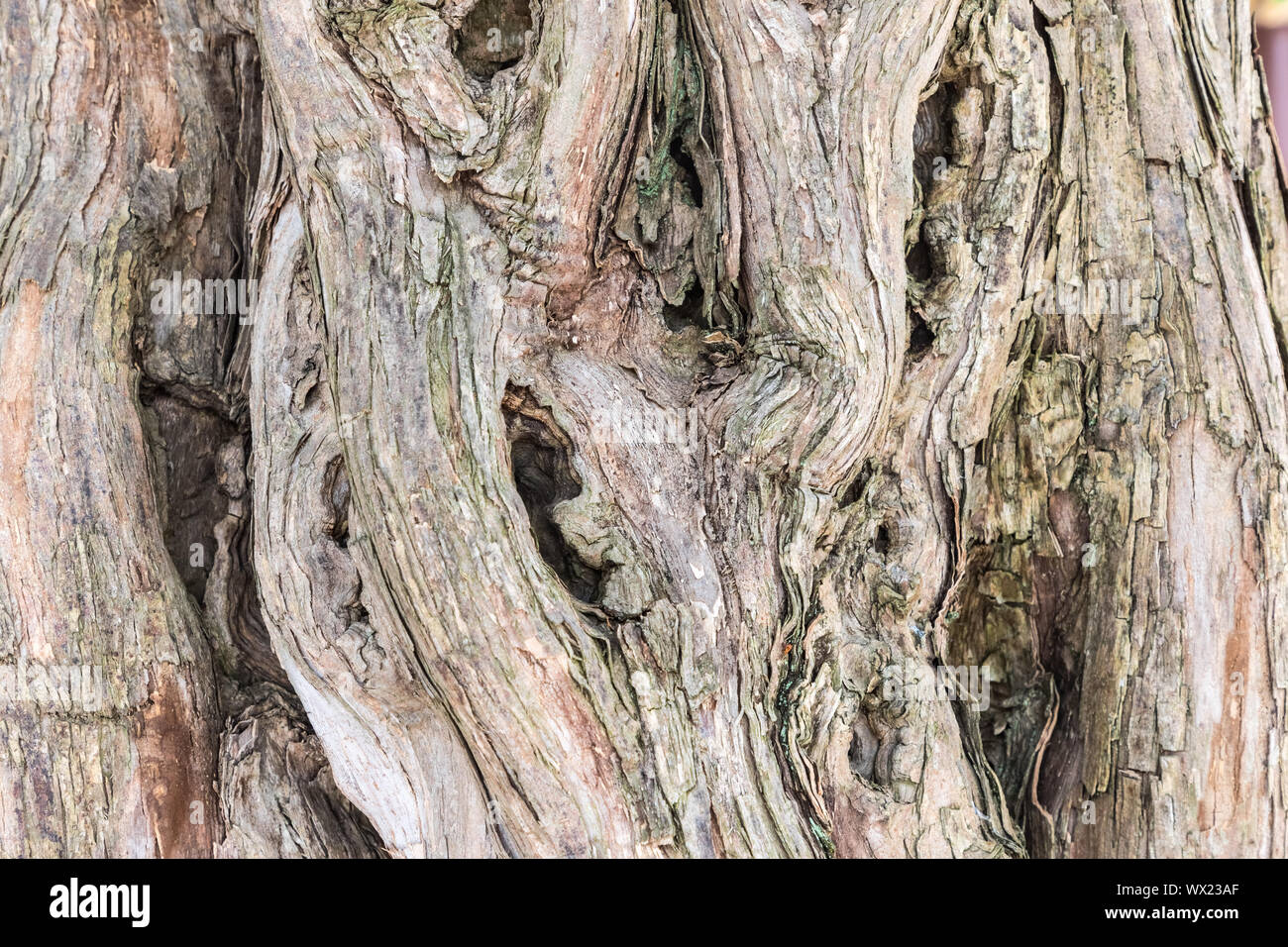 Il vecchio legno di sandalo closeup trunk Foto Stock