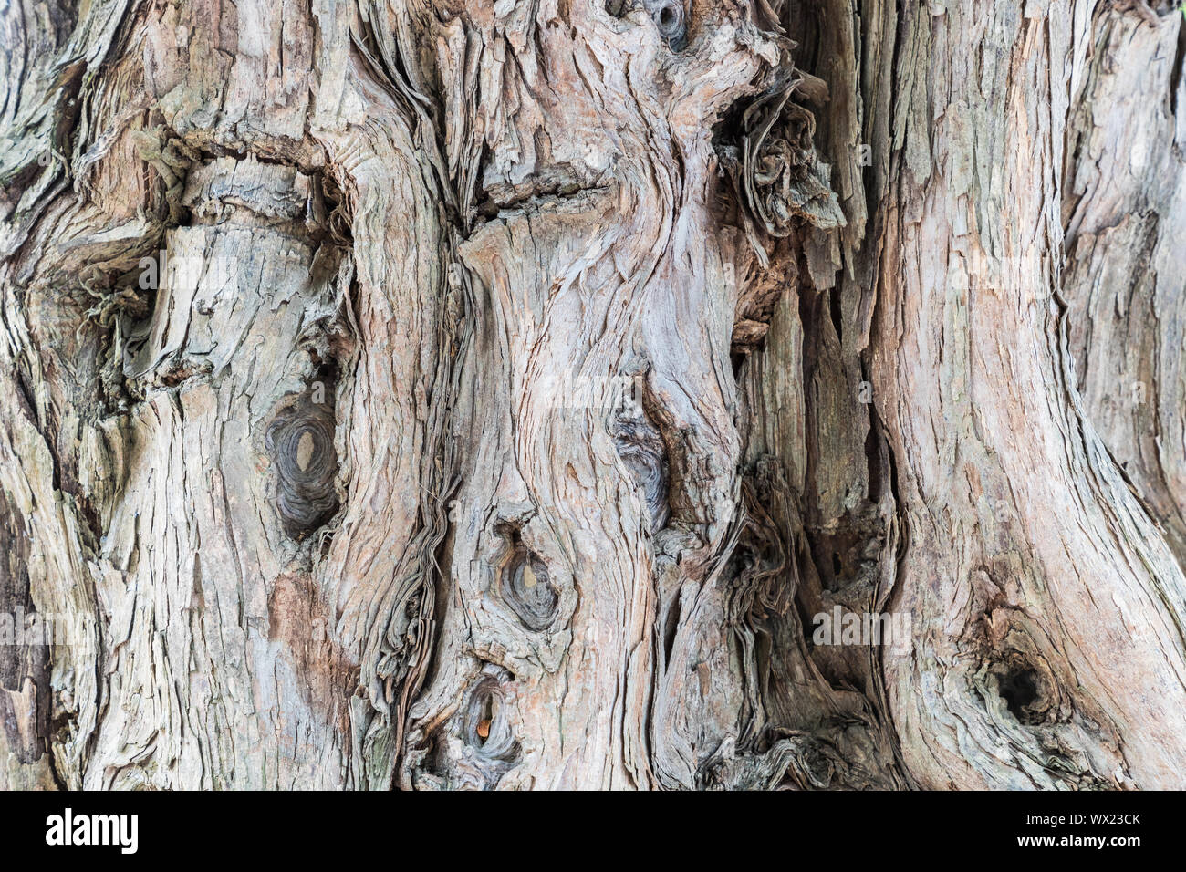 Antico legno di sandalo closeup trunk Foto Stock