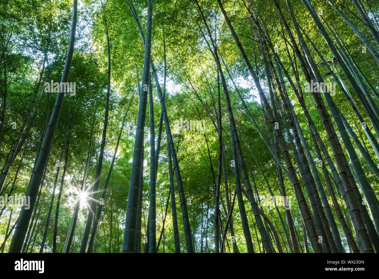 Tranquilla foresta di bamboo Foto Stock