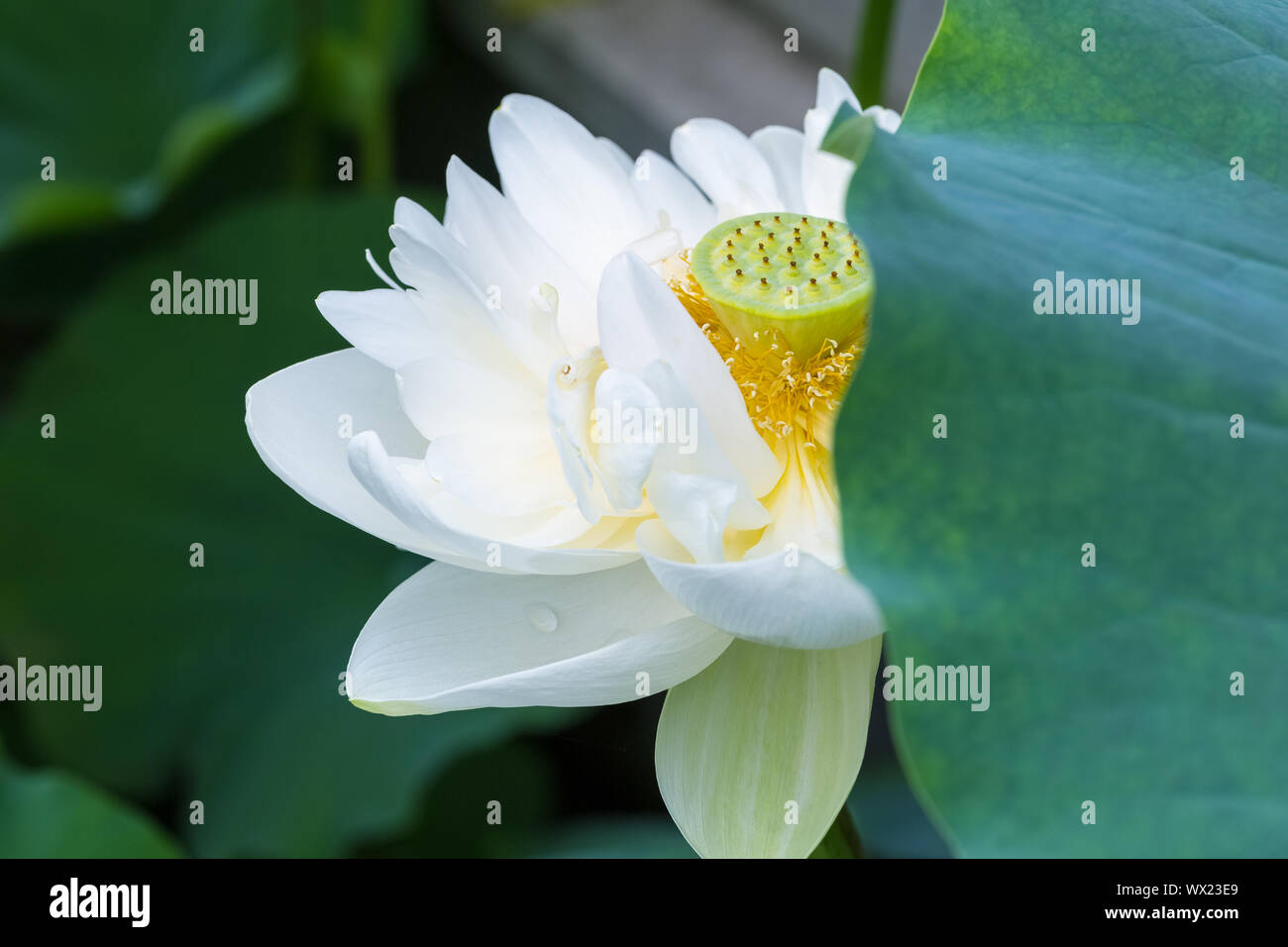 White Lotus Flower closeup Foto Stock