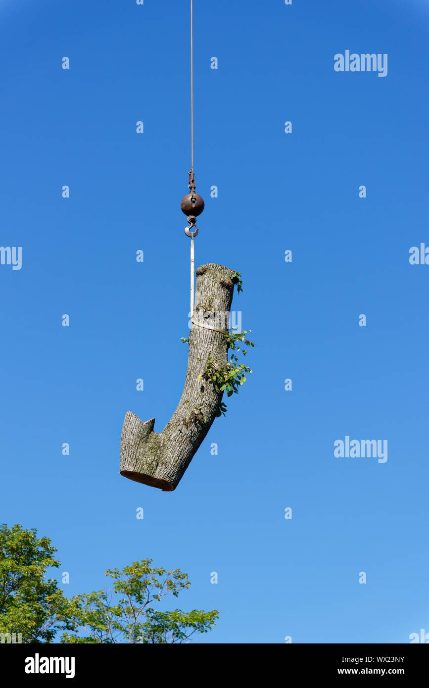 Un registro di grandi dimensioni dal tronco di un grande olmo malato appeso alla gru in una struttura complessa operazione di distacco in una strada suburbana. Foto Stock