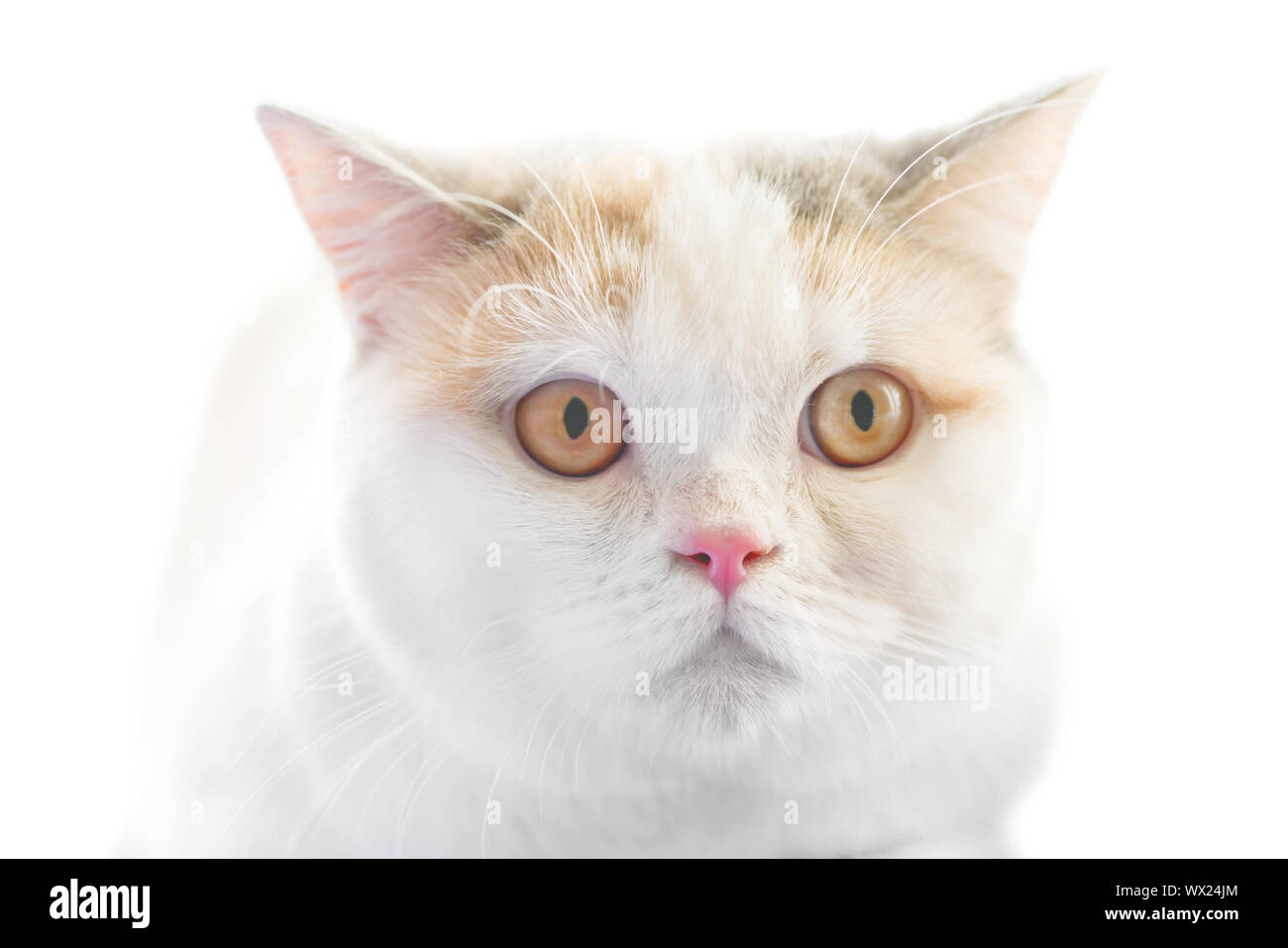 Bianco dritto scozzese purebreed cat Foto Stock