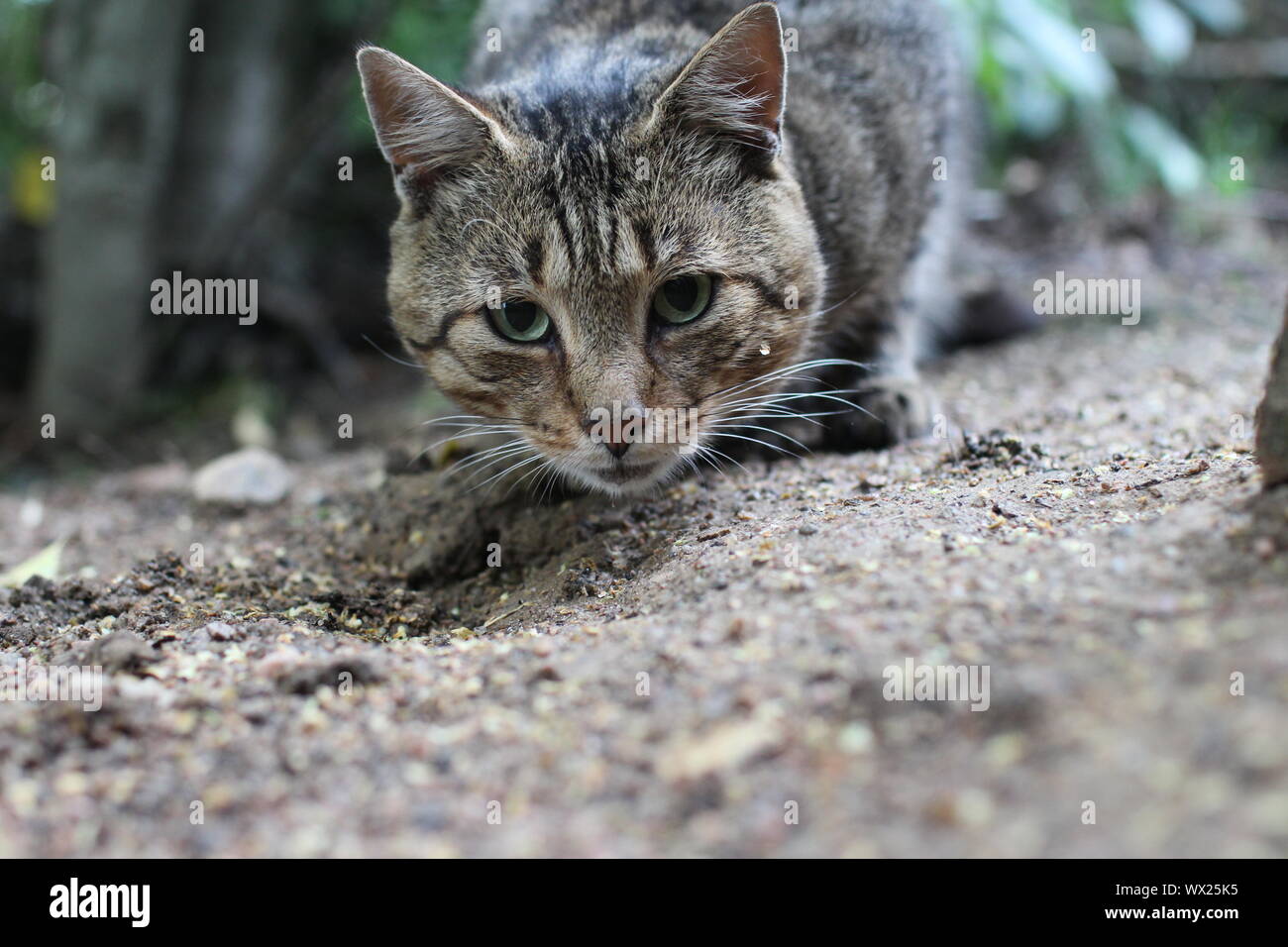 Muso grigio tabby gatto con gli occhi verdi Foto Stock