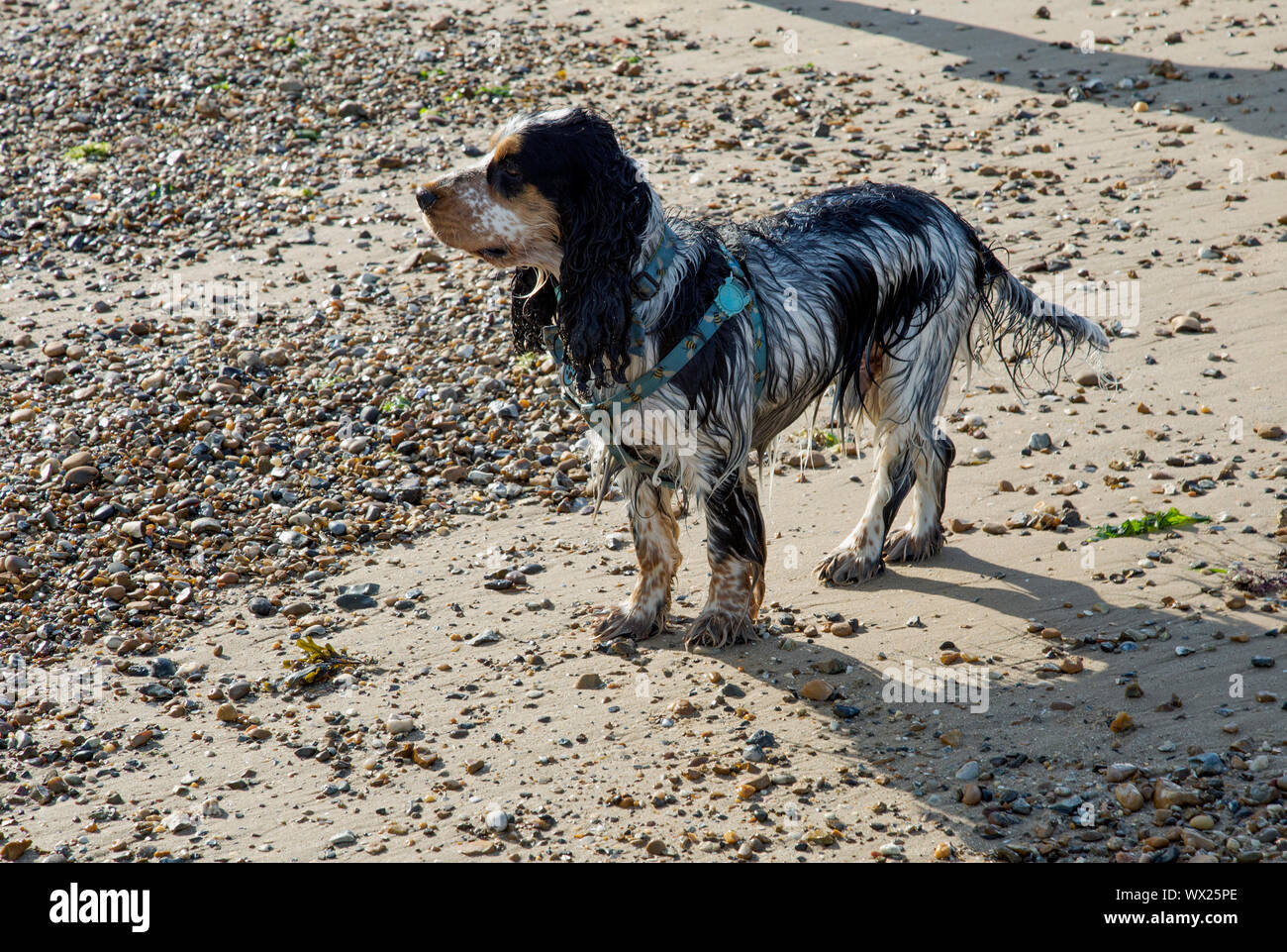 Un bel blu Stefano tricolore cocker spaniel cane gioca sulla spiaggia sabbiosa a Clacton On Sea, Essex, Inghilterra Foto Stock